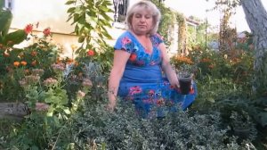 БЕРЕСКЛЕТ В САДУ - ВЫРАЩИВАНИЕ, УХОД,, ПОСАДКА, РАЗМНОЖЕНИЕ, УДОБРЕНИЯ