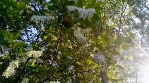 А Михайлов и Т Повалий За окном черемуха колышется