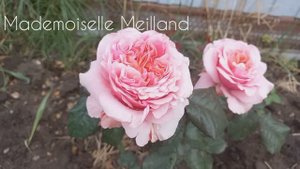 Цветут розы - первогодки