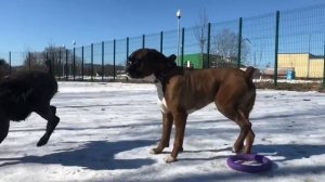 Black Russian Terrier vs Boxer dog/Чёрный Русский Терьер и Немецкий боксёр