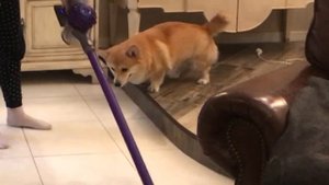 Влог для любителей коржиков!❤️️Таффи и его любимый пылесос?