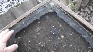 осмотр дна улья пчелиной семьи, после обработки от клеща, бипином