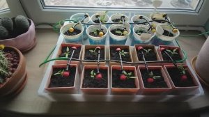 Весенняя переконфигурация системы полива для автоматического полива рассады.