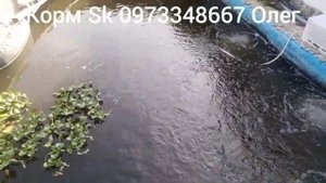 Чем питается форель у Олега Карпова УЗВ.