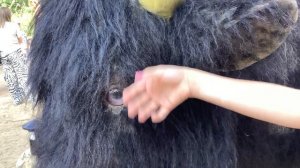 Бык