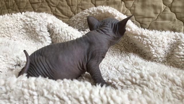 Котёнку Сфинкса 1 месяц #Котята #Милые котята
