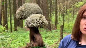 Дерево из цетрарии на толстой лиане с пластовыми кронами