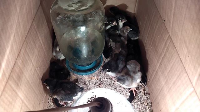 08.02.2022. Россия. Краснодарский край. Маранчики и лакеданзи. Возраст: 7,5 суток смотреть онлайн