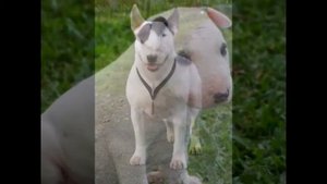 Самая бессстрашная порода собак Бультерьер