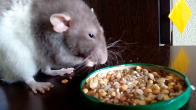 Декоративная крыса дамбо кушает/Первое видео смотреть онлайн