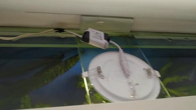 Освещение в аквариуме. Цихлиды. смотреть онлайн