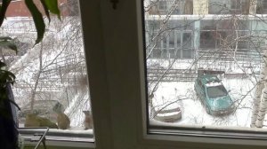 птицы синицы, воробьи, кормлю !#птицысиницы#кормлениептиц