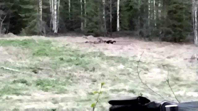 Росомаха самое бесстрашное животное. смотреть онлайн