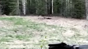 Росомаха самое бесстрашное животное.