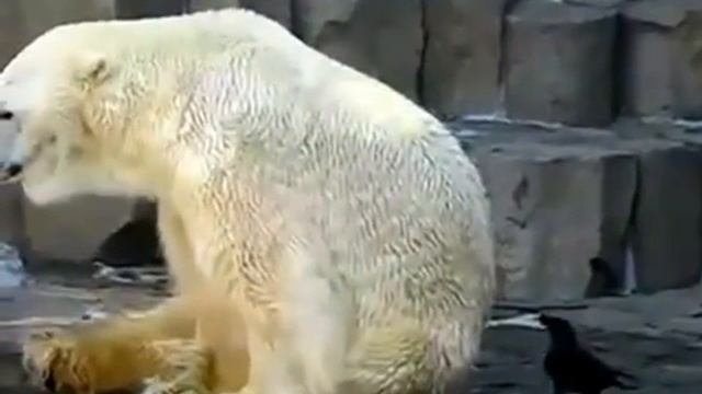 Ворона достаёт медведя смотреть онлайн