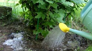 СМОРОДИНА ПЛОХО ПЛОДОНОСИТ? ИСПРАВИМ!