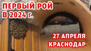 ПОЙМАЛ ПЕРВЫЙ РОЙ В 2024 ГОДУ