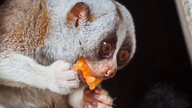 Самые ЯДОВИТЫЕ ЖИВОТНЫЕ на земле смотреть онлайн