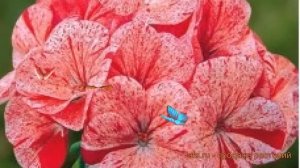 Пеларгония зональный Распберри риппл 🌿 обзор: как сажать, семена пеларгонии Распберри риппл