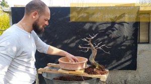 REMPOTAGE BONSAI AMANDIER (YAMADORI PRUNUS DULCIS) ?