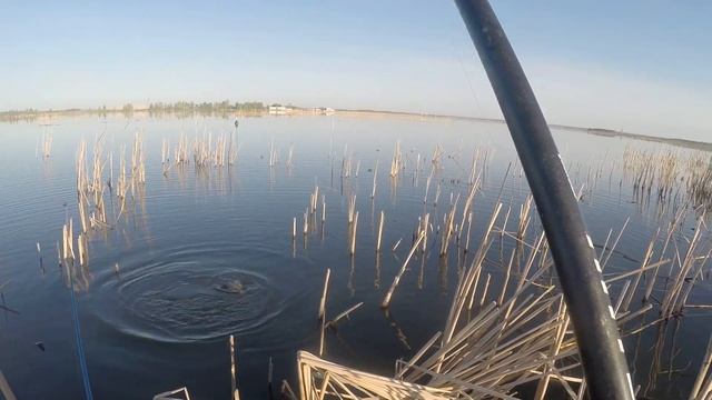 Ловля карася весной на удочку с лодки на озере.
