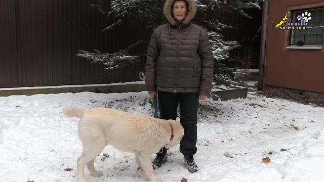 Хороший щенок азиат, опасное рычание во время игры, дрессировка алабай, САО смотреть онлайн