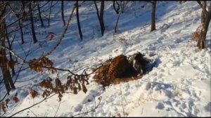 Козёл Тимур и тигр Амур