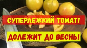 Томат Листопад – суперлежкий сорт, который хранится до Нового года и даже до весны