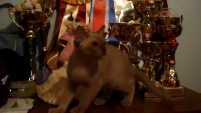 чудо шоколад смотреть онлайн