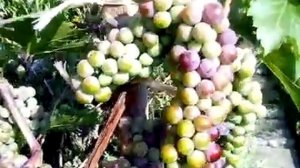 Виноград Маршал Фош, окрашивание ягод. 13 августа 2021