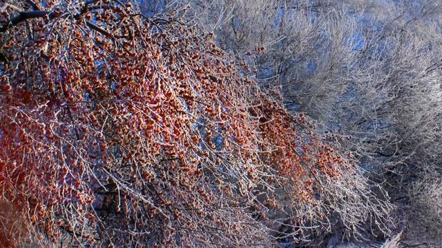 Дикая вишня. Евгений Полянский смотреть онлайн