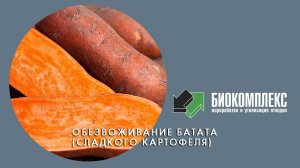 Обезвоживание батата (сладкого картофеля)