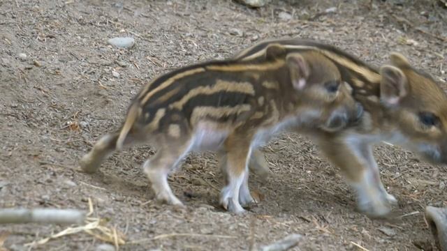Охота на кабана.На что способен человек в экстренной ситуации. смотреть онлайн
