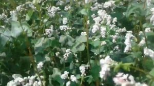 На заброшенном поле растет буйная гречиха .   Lush buckwheat grows on an abandoned field.