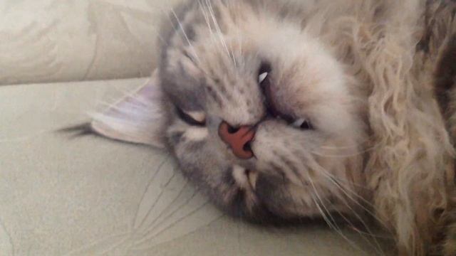 Кот ест во сне. смотреть онлайн