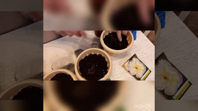 ПИОНЫ САЖАЕМ В ГОРШОК!!! смотреть онлайн