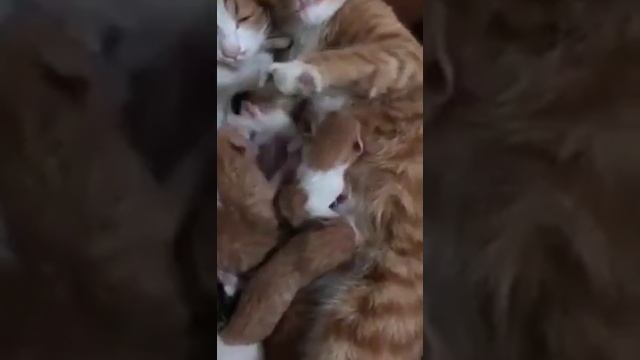 Cемья кошек