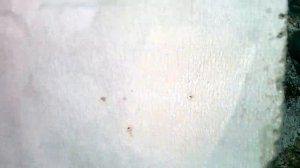 Как сохранить слабые пчелосемьи зимой?