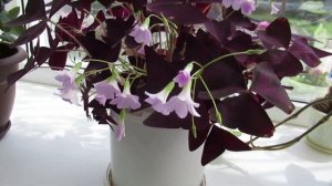 Оксалис треугольный: Как поливать летом цветок клевер счастья   #комнатныерастения