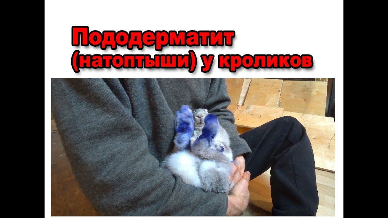 Пододерматит (натоптыши) у кроликов