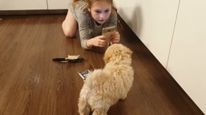 10. Пушоны и звуки