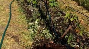 Полив винограда перед цветением