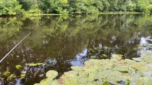 Еще раз о ловле в проводку.