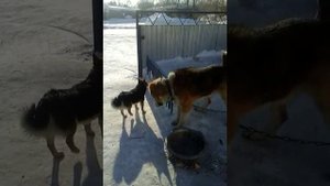 Алабай против храброй дворняги