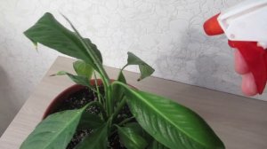 Как определяю что спатифиллум пора поливать #стапифиллум#комнатныерастения