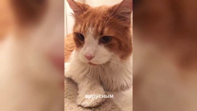 Что случилось с этим гигантским котом после того, как его бросили в приюте?