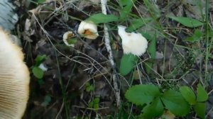 Вот это грибы! Грузди, белые КРАСАВЦЫ! We gathered a lot of mushrooms in the forest