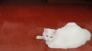 Cutest Turkish Angora cat - Morning with my cat, playing and scratching the couch