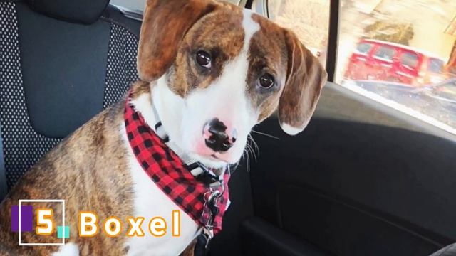 Top 10 Boxer Dog Mix Breeds | Boxer Dog Cross Breeds | Boxer Mixes Dog Breeds смотреть онлайн