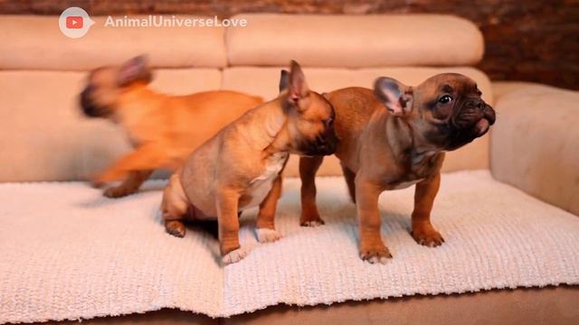 Kittens and Puppies Sounds. Learn animals. Cutest animals. смотреть онлайн